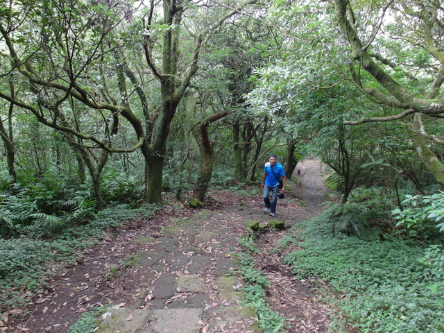 大屯山主峰、南峰、西峰登山步道 (77).JPG