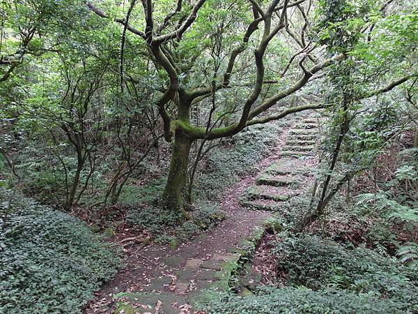 大屯山主峰、南峰、西峰登山步道 (85).JPG