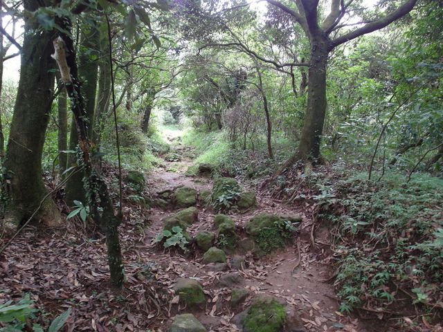 大屯山主峰、南峰、西峰登山步道 (87).JPG