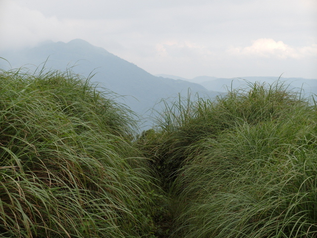 大屯山主峰、南峰、西峰登山步道 (101).JPG