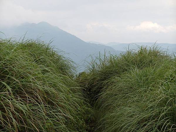 大屯山主峰、南峰、西峰登山步道 (101).JPG