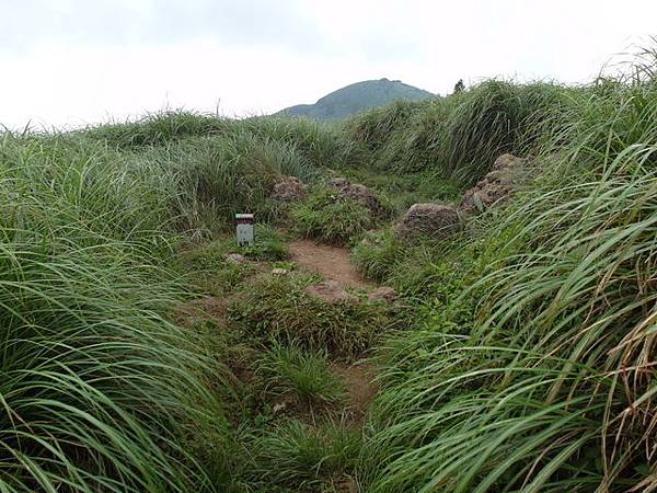 大屯山主峰、南峰、西峰登山步道 (110).JPG