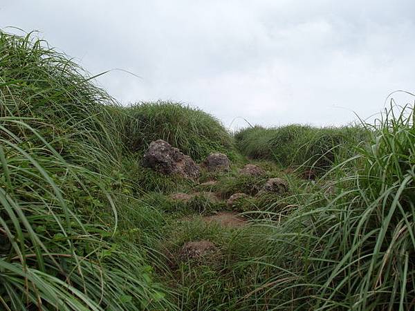 大屯山主峰、南峰、西峰登山步道 (111).JPG