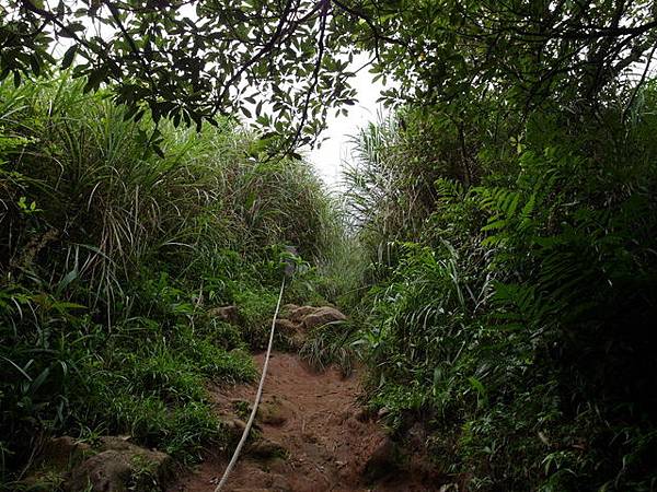 大屯山主峰、南峰、西峰登山步道 (114).JPG