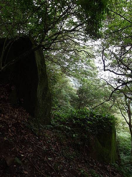 大屯山主峰、南峰、西峰登山步道 (115).JPG