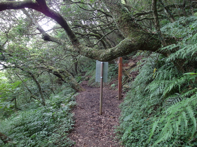 大屯山主峰、南峰、西峰登山步道 (120).JPG