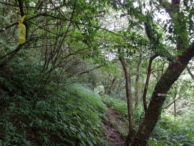 大屯山主峰、南峰、西峰登山步道 (121).JPG