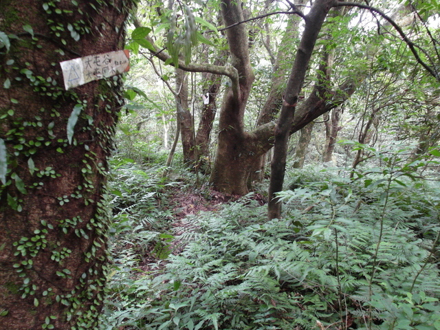 大屯山主峰、南峰、西峰登山步道 (123).JPG