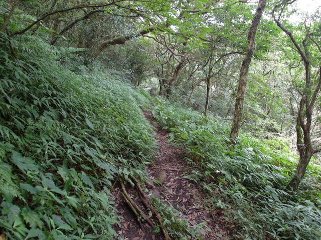 大屯山主峰、南峰、西峰登山步道 (124).JPG