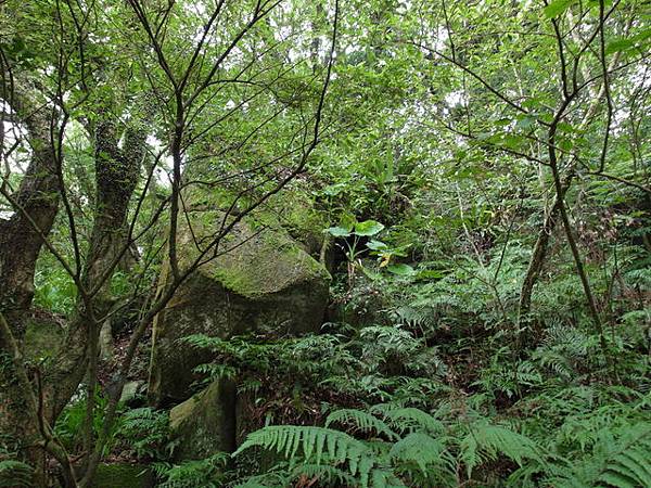 大屯山主峰、南峰、西峰登山步道 (132).JPG