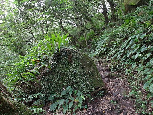 大屯山主峰、南峰、西峰登山步道 (131).JPG