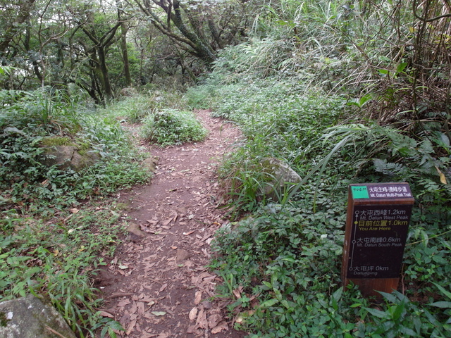 大屯山主峰、南峰、西峰登山步道 (139).JPG