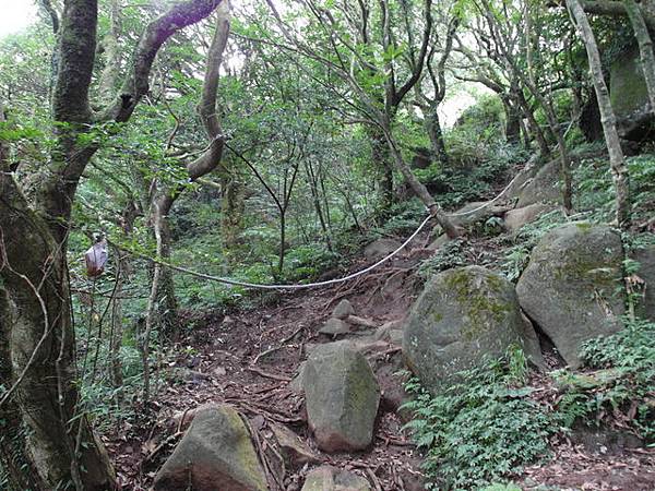 大屯山主峰、南峰、西峰登山步道 (140).JPG