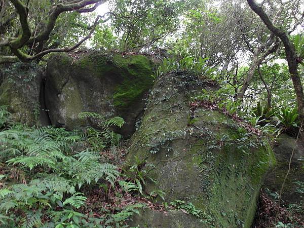 大屯山主峰、南峰、西峰登山步道 (141).JPG