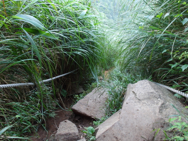 大屯山主峰、南峰、西峰登山步道 (143).JPG