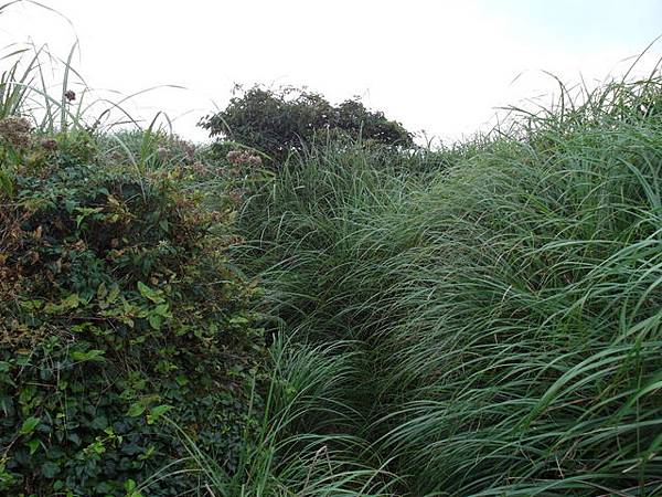 大屯山主峰、南峰、西峰登山步道 (152).JPG