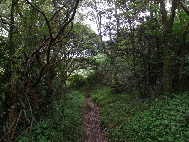 大屯山主峰、南峰、西峰登山步道 (178).JPG