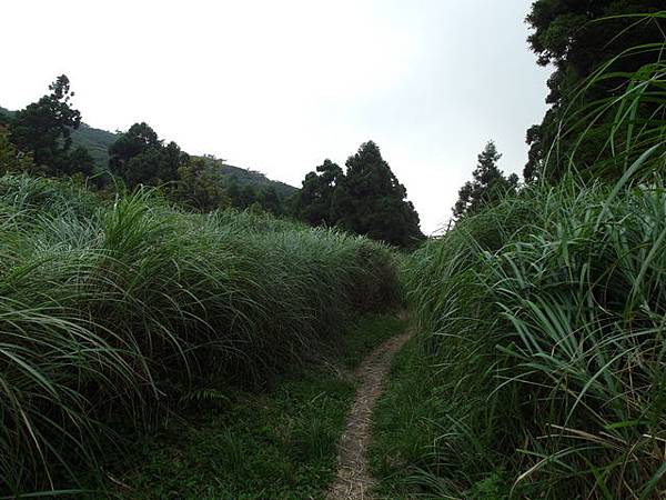 大屯山主峰、南峰、西峰登山步道 (186).JPG