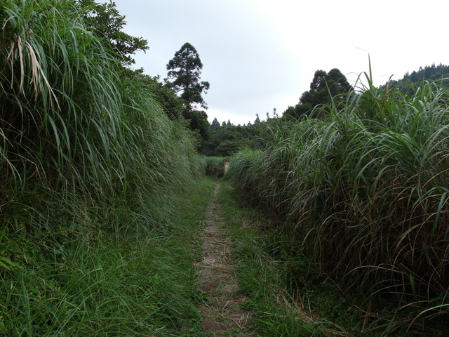 大屯山主峰、南峰、西峰登山步道 (191).JPG