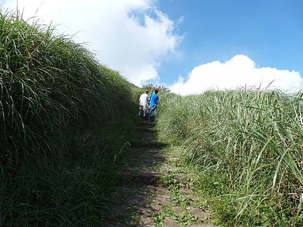 大屯山主峰、南峰、西峰登山步道 (206).JPG