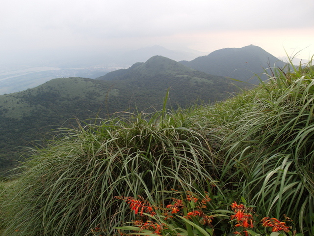 大屯山主峰、南峰、西峰登山步道 (231).JPG