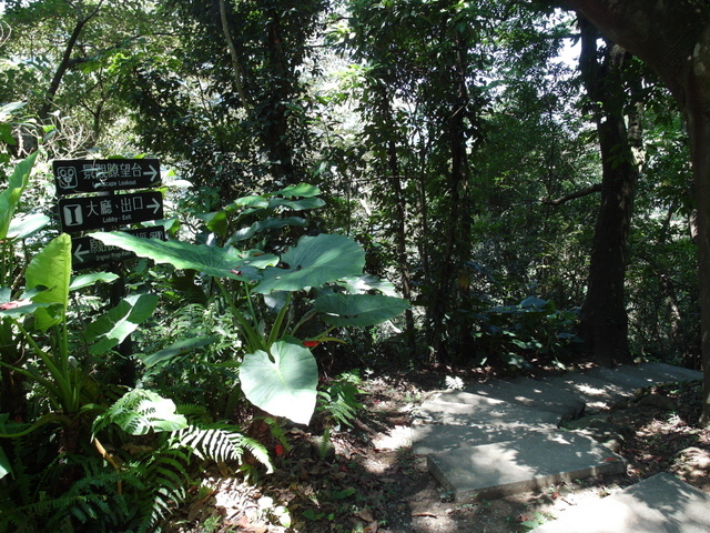 大板根森林度假區 (83).JPG