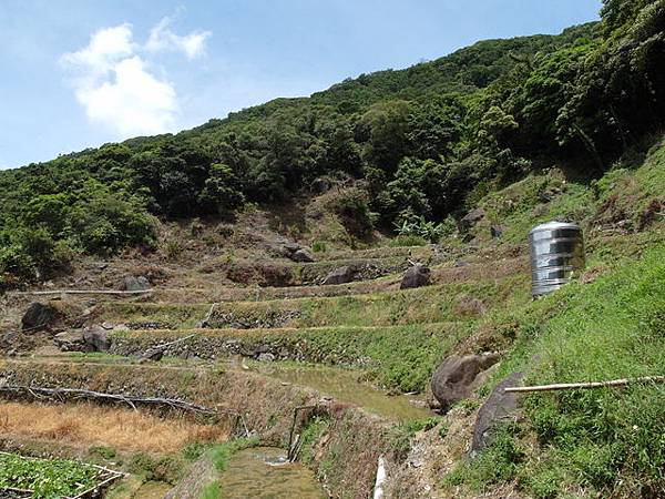 坪頂古圳步道、大崎頭步道 (118).JPG