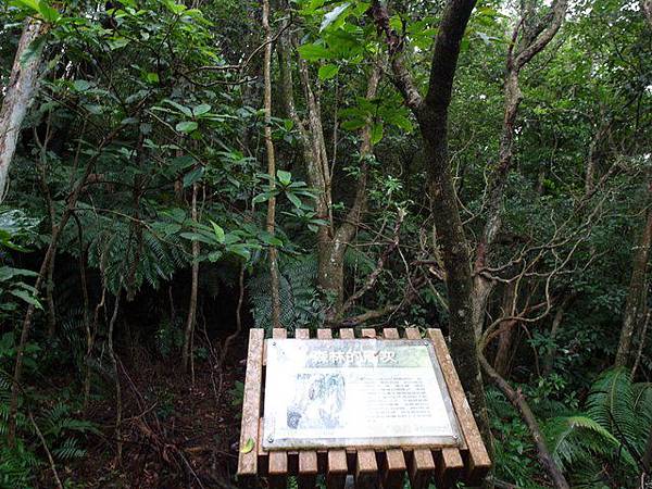 台北小溪頭環狀步道 (47).JPG