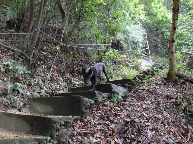 鷹嘴峰、尖山 (36).JPG