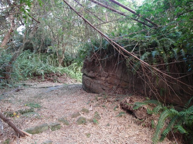 東華山、奇岩山、唭哩岸山 (21).JPG