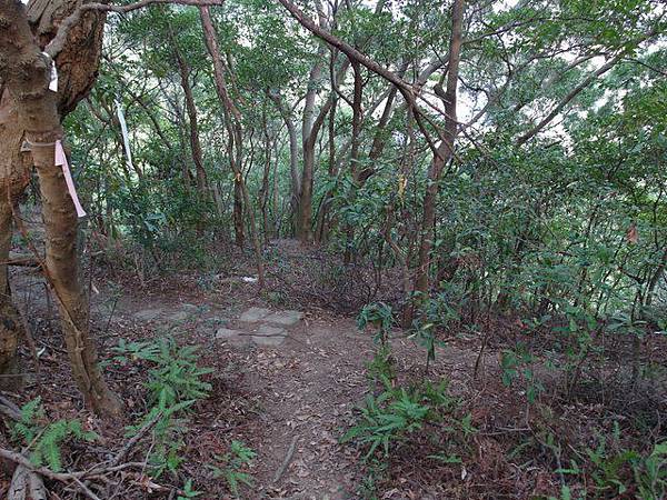 東華山、奇岩山、唭哩岸山 (36).JPG