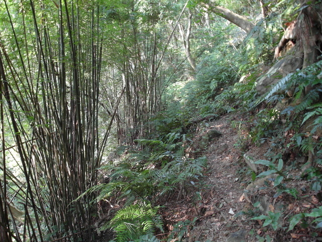 五峰旗瀑布頂步道 (15).JPG