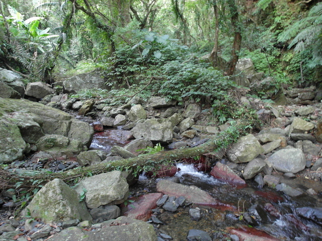 五峰旗瀑布頂步道 (23).JPG