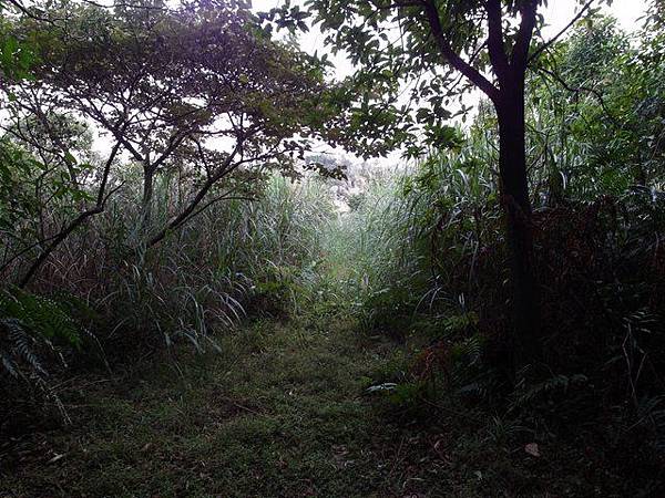 七分寮山 (42).JPG