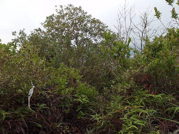 新北投山 (29).JPG