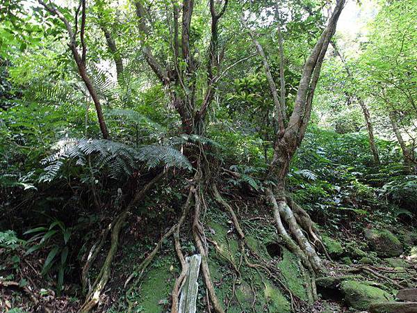 孝子山、慈母峰、菩提山 (120).JPG