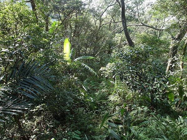 紫微聖母環山步道 (176).JPG