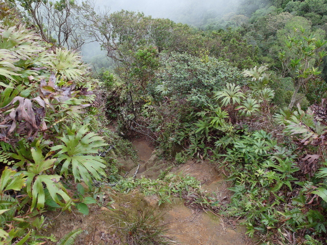 白雞山、雞罩山 (57).JPG