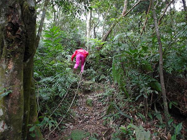 白雞山、雞罩山 (74).JPG