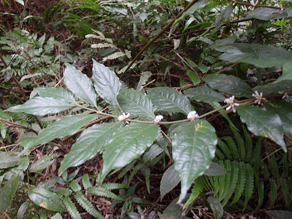 白雞山、雞罩山 (78).JPG