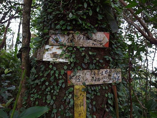 白雞山、雞罩山 (80).JPG