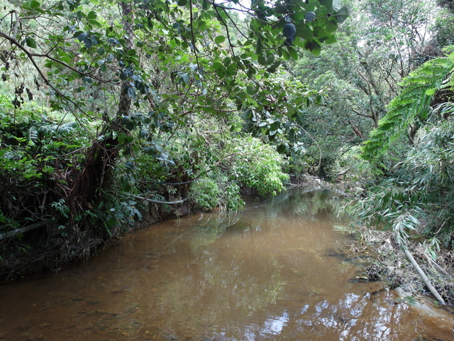 竹子湖步道  (49).JPG