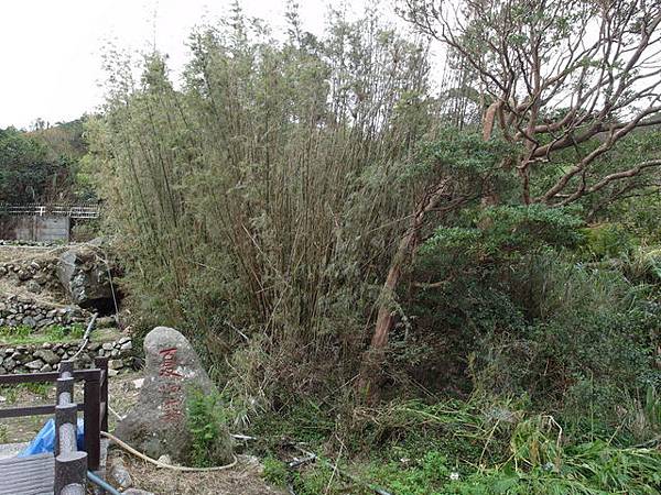 竹子湖步道  (125).JPG