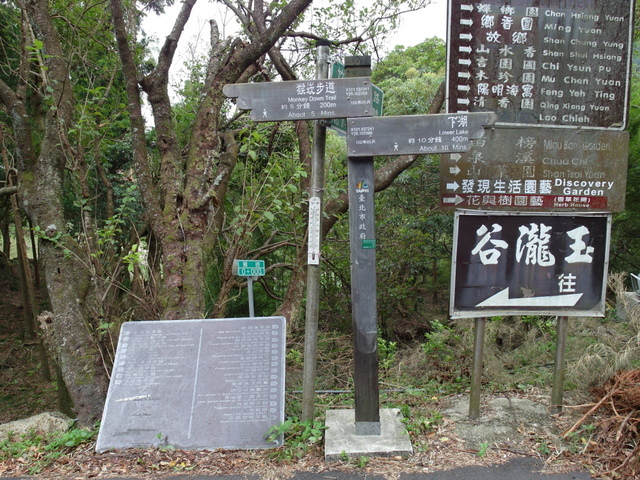 竹子湖步道  (132).JPG