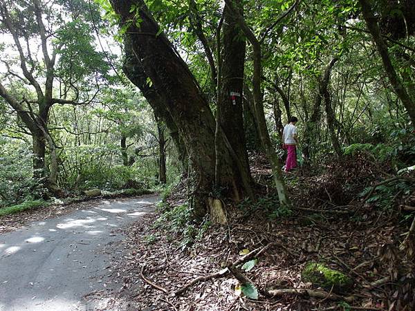 竹子湖步道  (209).JPG