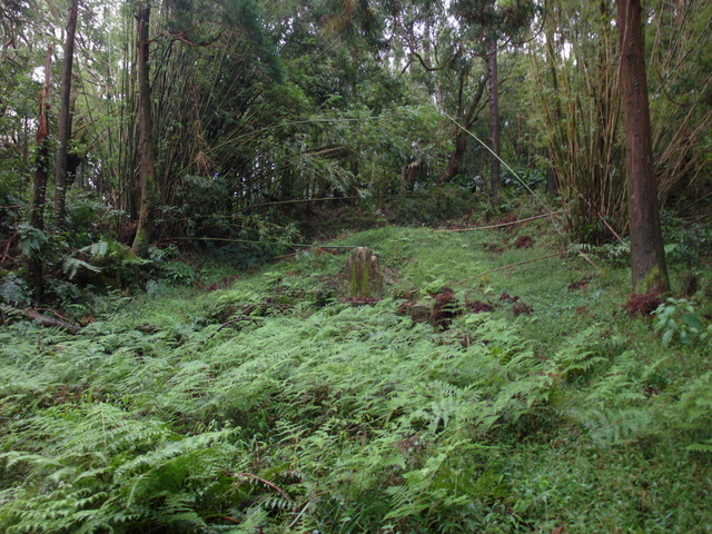 竹子湖步道  (267).JPG