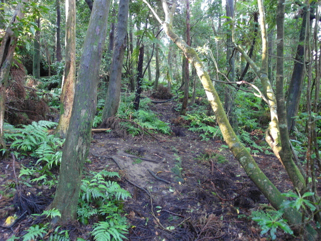 竹子湖步道 (342).JPG