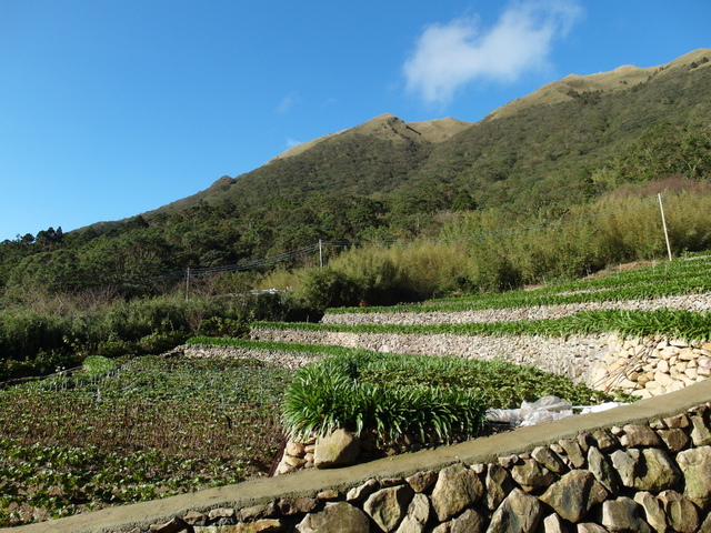 竹子湖步道  (375).JPG