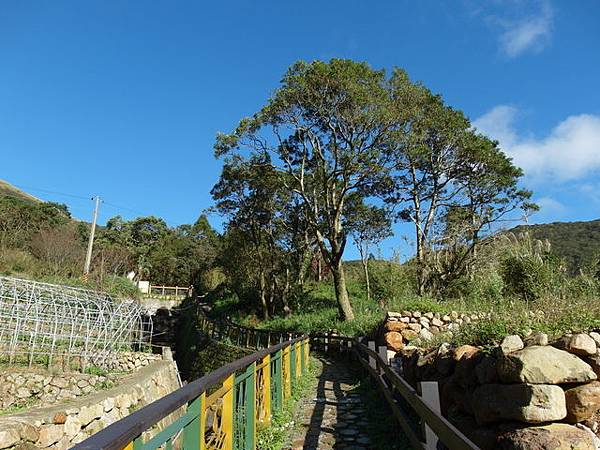 竹子湖步道  (383).JPG