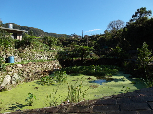 竹子湖步道  (417).JPG